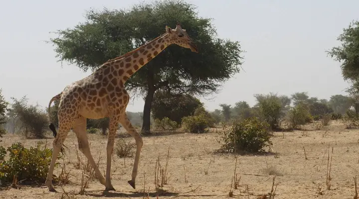 Une girafe au W National Park Voyage au Niger, observation d'une girafe au parc national W