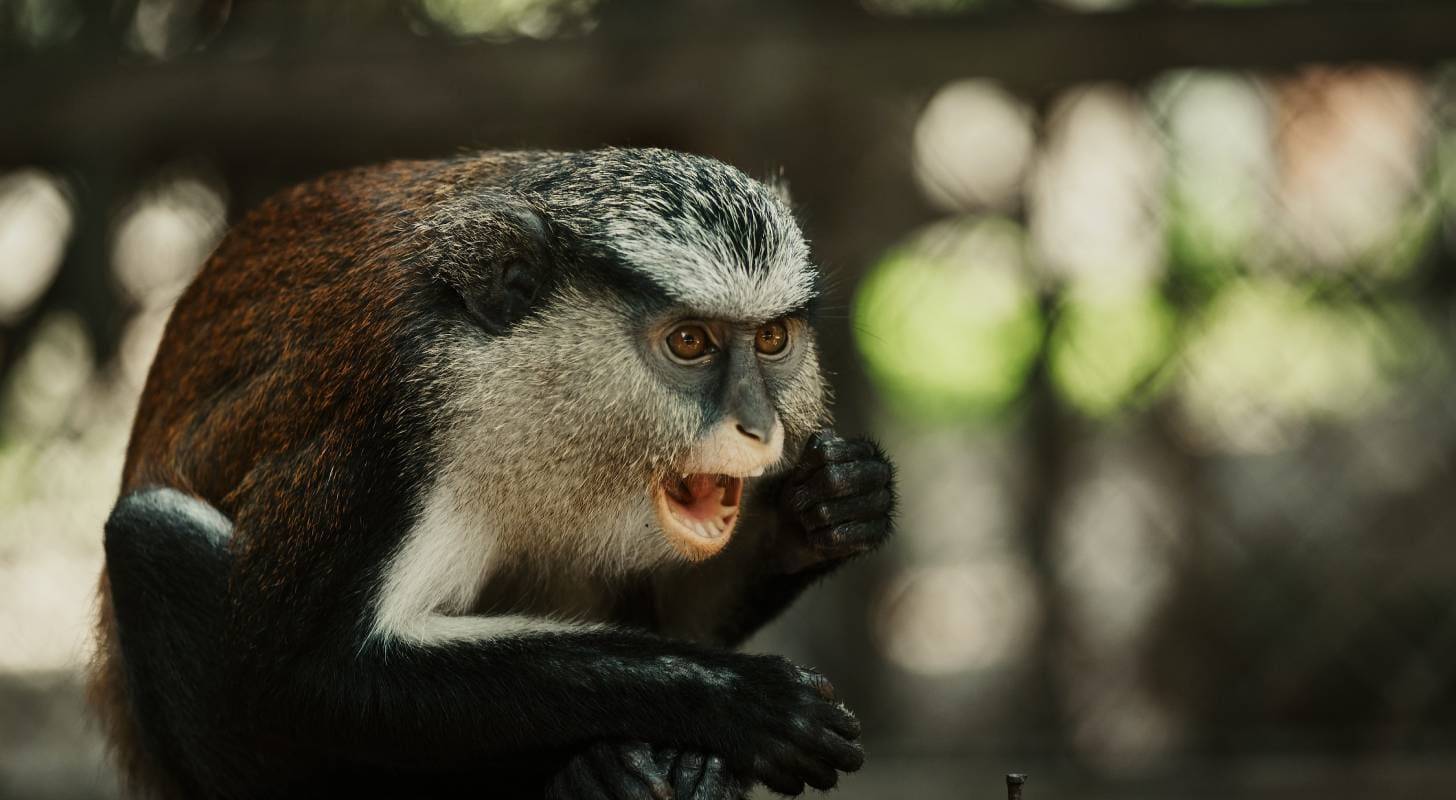 Billet d’avion pour le Nigéria, observation d’un singe en milieu naturel