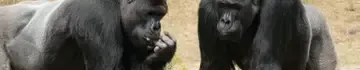 République centrafricaine
