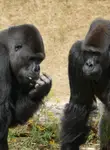 Vol pas cher République centrafricaine