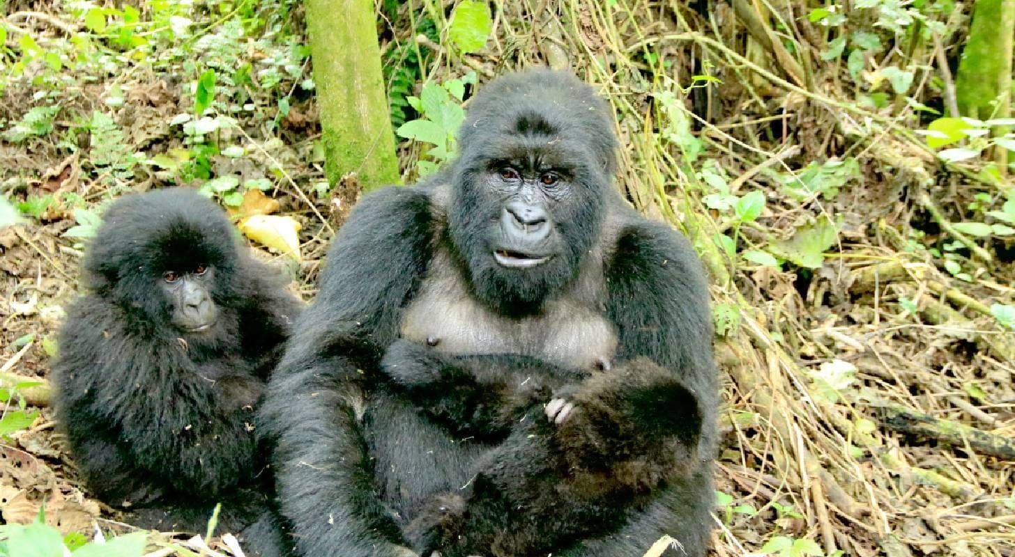 Voyage en République Démocratique du Congo, rencontre avec des gorilles de montagne