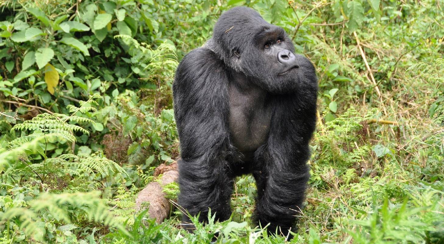 Billet d’avion pour le Rwanda, observation d’un gorille dans son habitat naturel