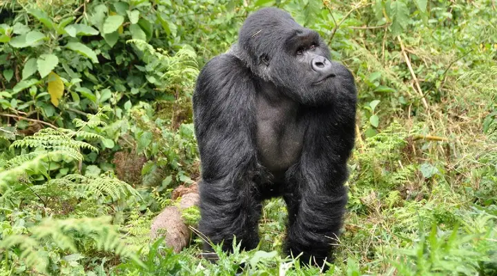 Un gorille au Rwanda Billet d’avion pour le Rwanda, observation d’un gorille dans son habitat naturel