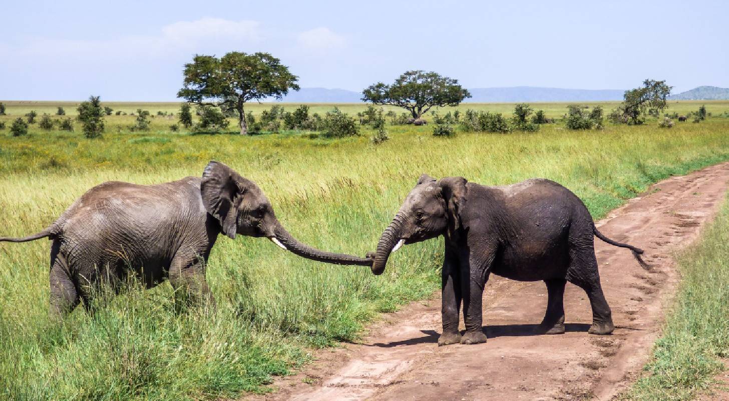 Vol pas cher pour la Sierra Leone, rencontre avec des éléphants dans le parc Outamba-Kilimi