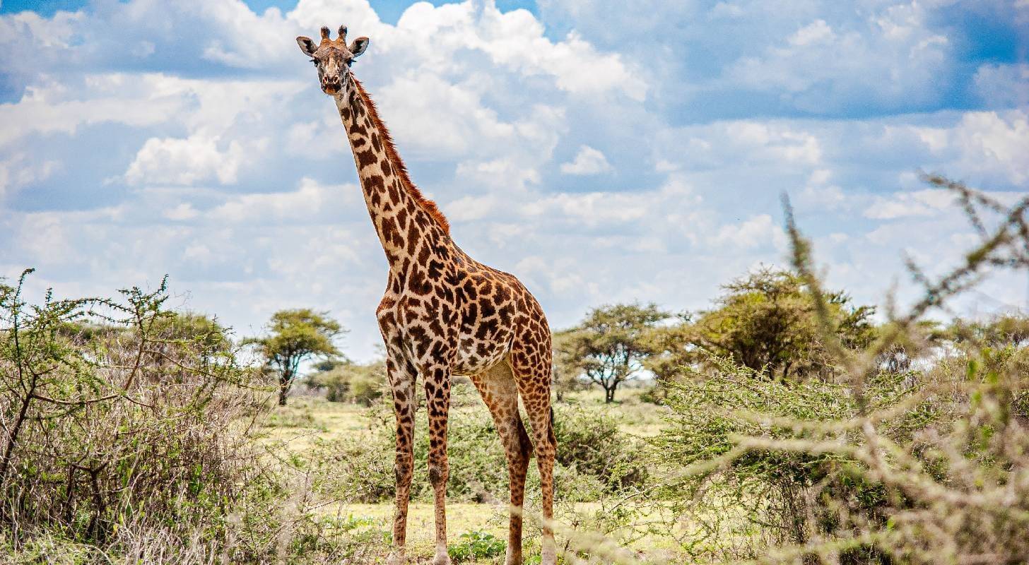Billets d'avion pas chers Tanzanie, allez observer les animaux de la savane dans un safari