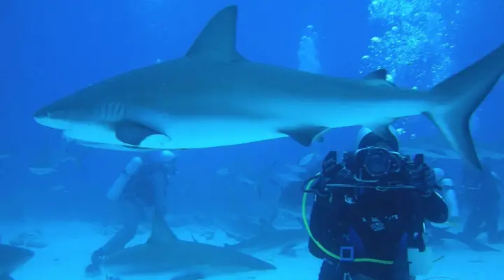 Des plongeurs en train de nager au milieu des requins aux Bahamas Partez en vacances aux Bahamas avec un vol au meilleur prix