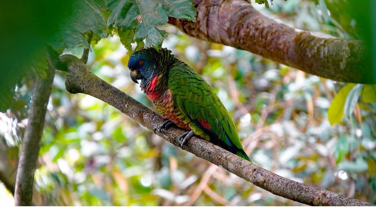 Réservez un vol pour Sainte Lucie et allez observer les perroquets multicolores