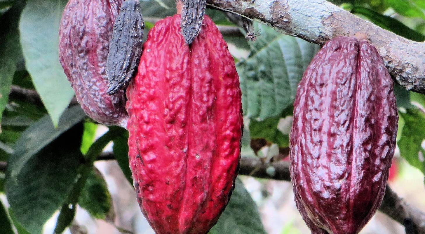 Billet d’avion pour l’Équateur, dégustation de fèves de cacao