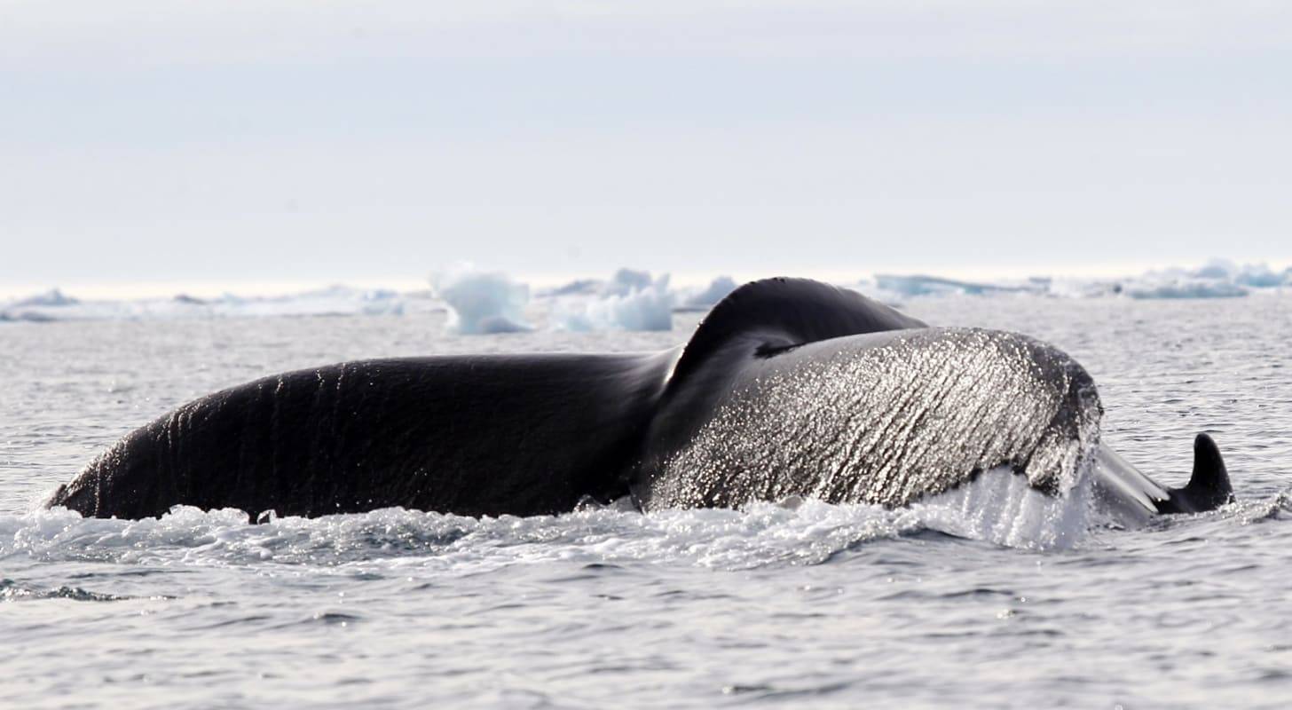 Partez en voyage au Groenland et observez les baleines