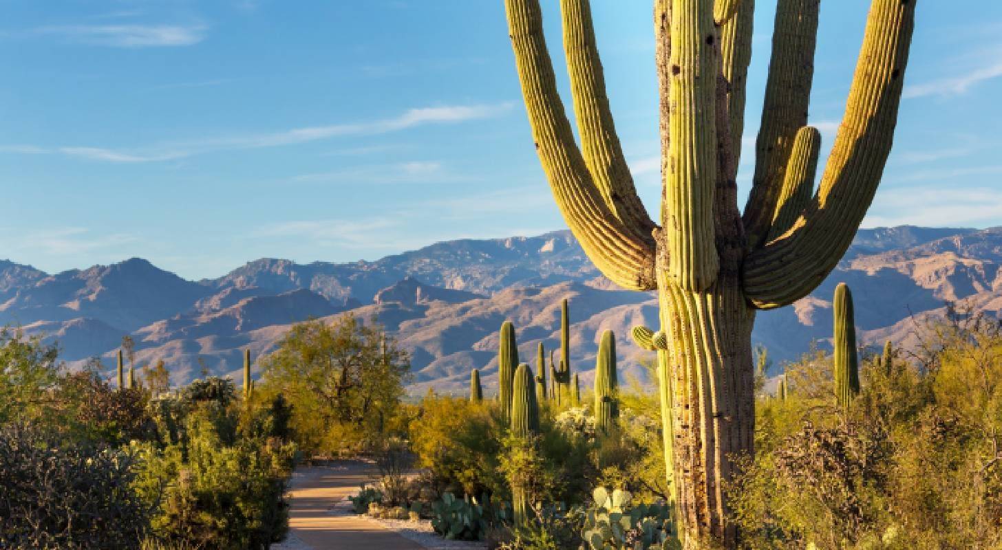 Partez en vacances au Mexique et découvrez le désert mexicain