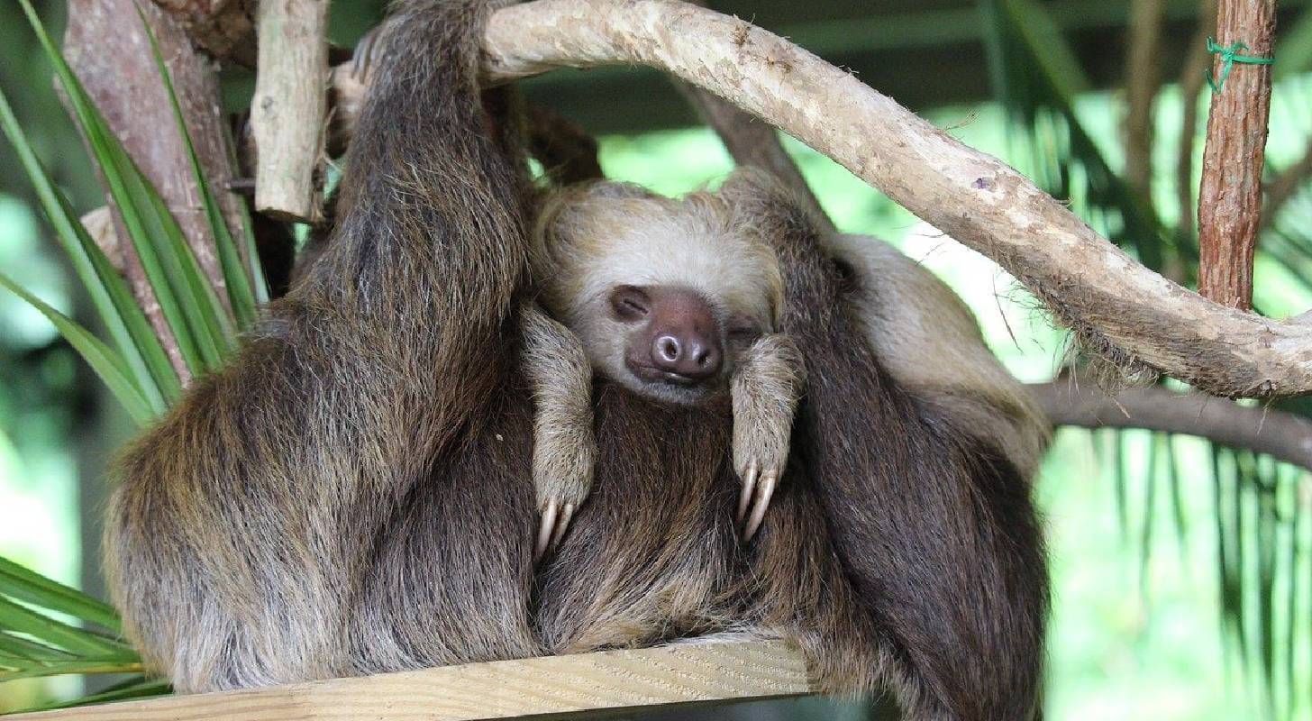 Billet d’avion pour Panama, observation d’un paresseux dans la nature