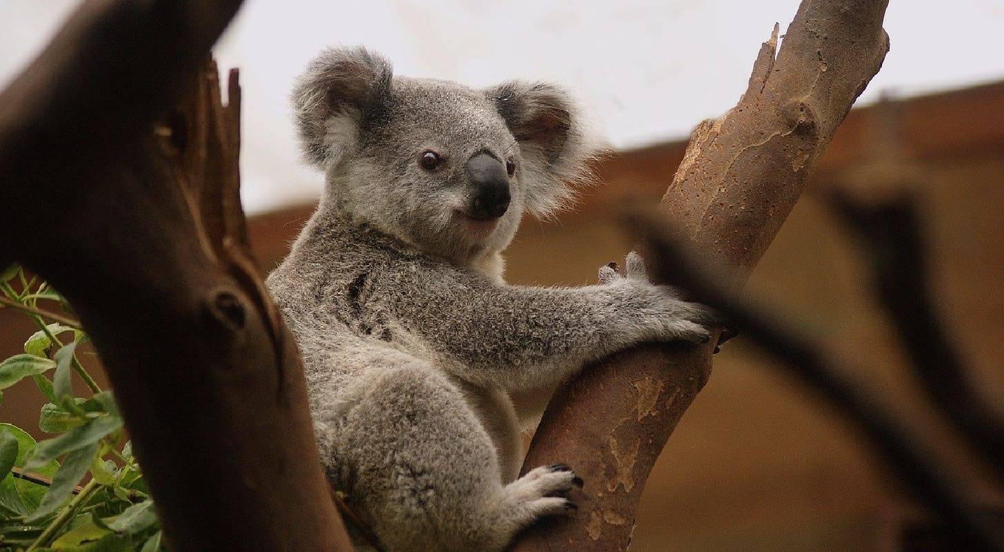 Photo d'un koala