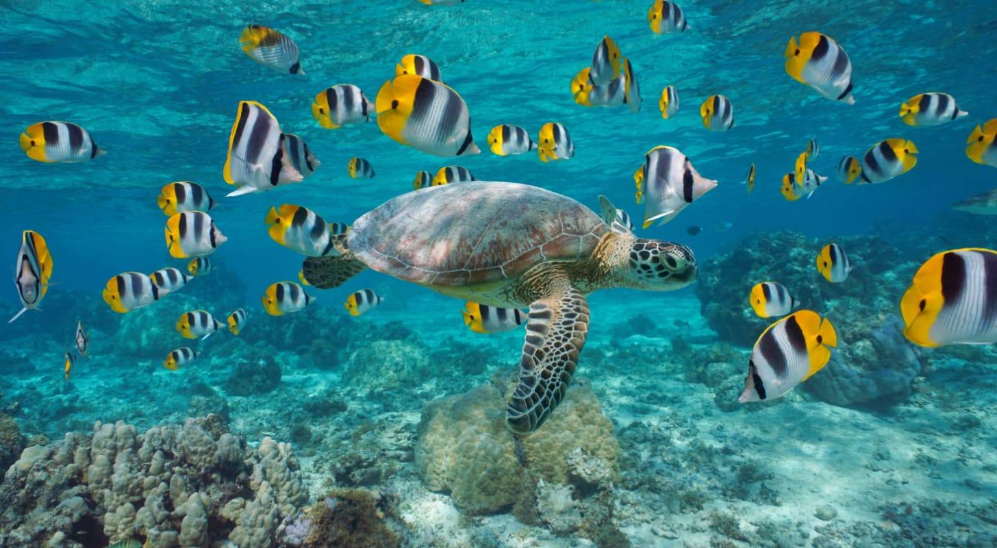 Vol pas cher pour Tahiti, découverte de la faune aquatique polynésienne