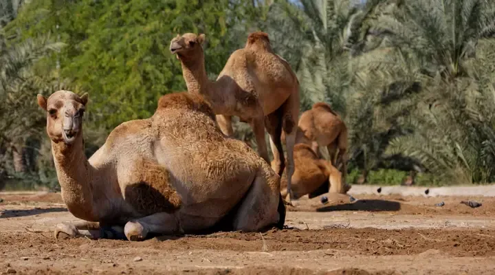 La Camel farm Billet d’avion pour Bahreïn pour une visite à la ferme de chameaux