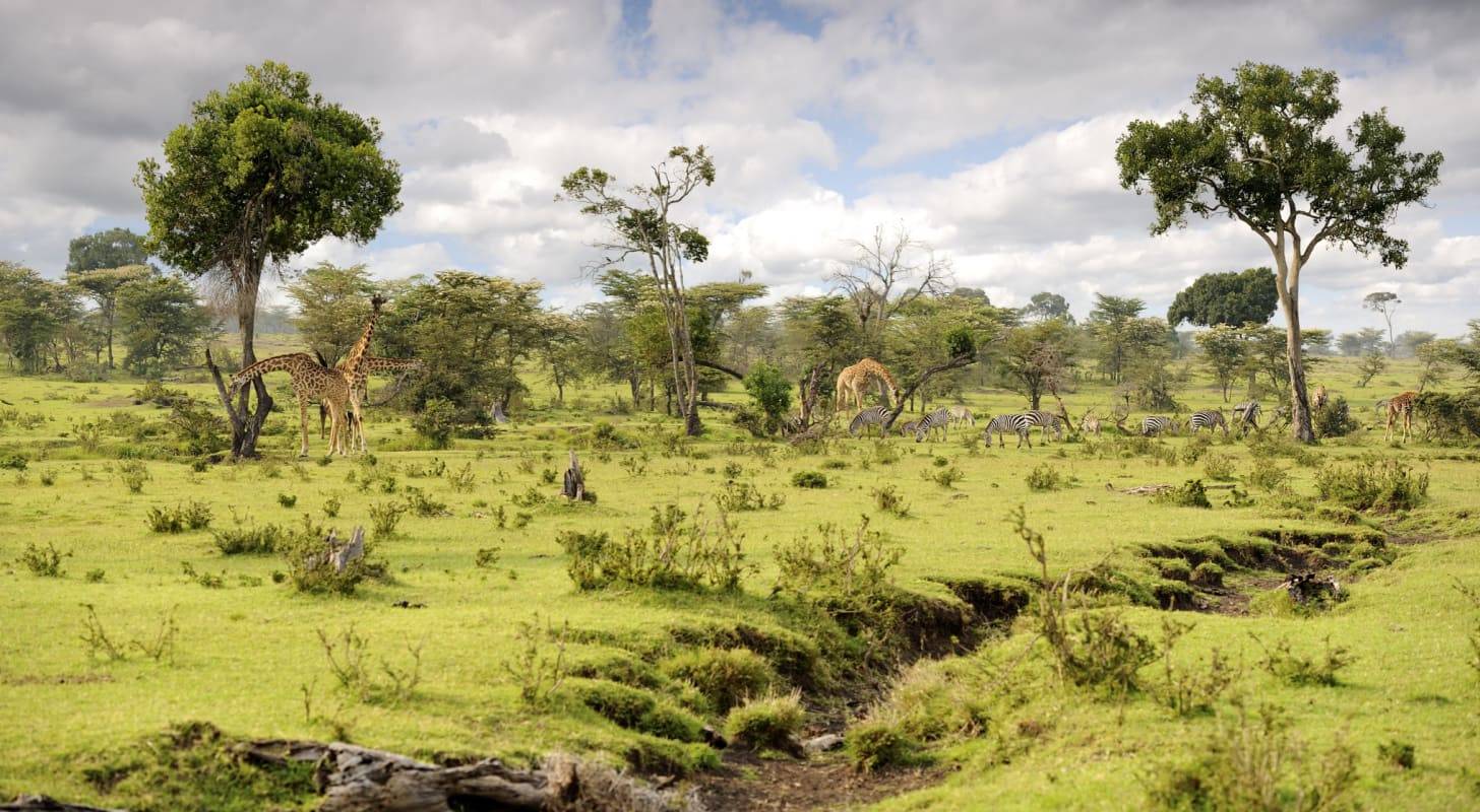 Billet d’avion pour le Kenya, safari inoubliable dans la savane Voyage au Kenya
