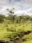 Vol pas cher Kenya