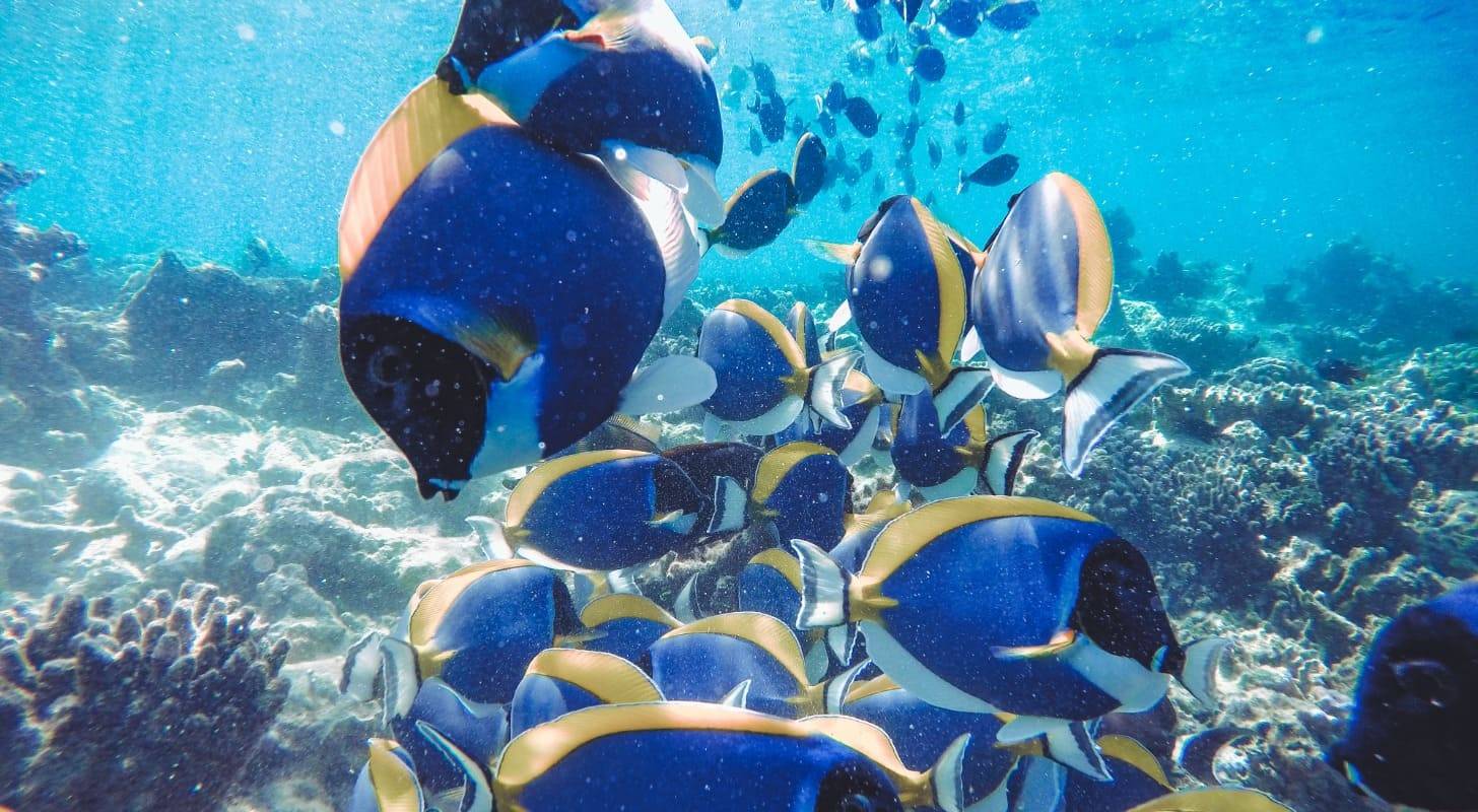 Billet d’avion pour les Maldives, session de snorkeling dans les eaux turquoise