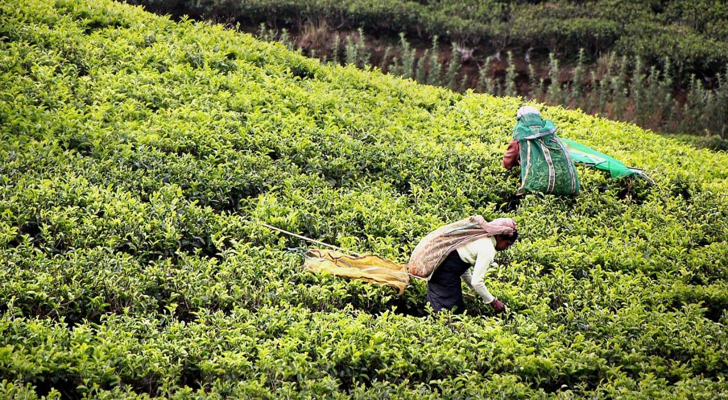 Billet d’avion pour le Sri Lanka, cueillette du thé dans les plantations