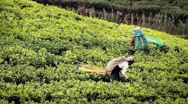 Récolte de thé Billet d’avion pour le Sri Lanka, cueillette du thé dans les plantations