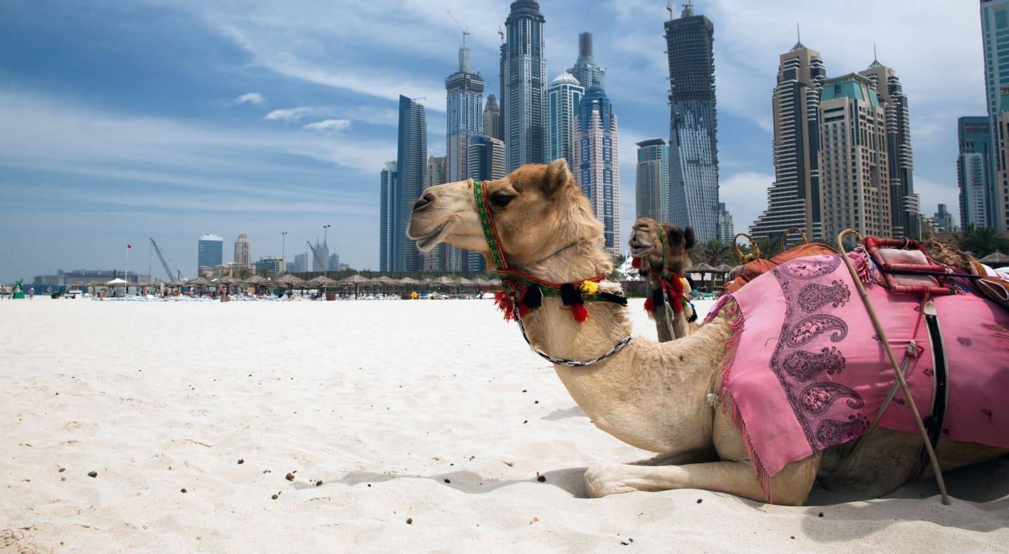 Vol pas cher pour les Émirats Arabes Unis, rencontre avec un chameau près de Dubaï
