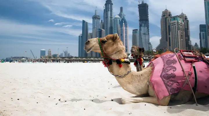 Un chameau à proximité de Dubaï Vol pas cher pour les Émirats Arabes Unis, rencontre avec un chameau près de Dubaï