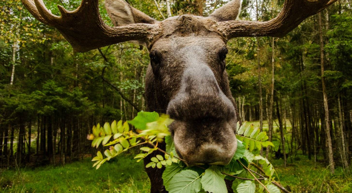 Photo d'un élan en Suède