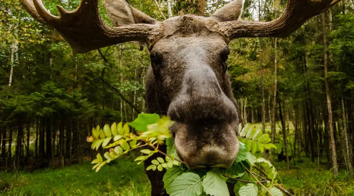 Un élan en Suède Photo d'un élan en Suède