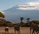 Vol Londres Kilimandjaro pas cher