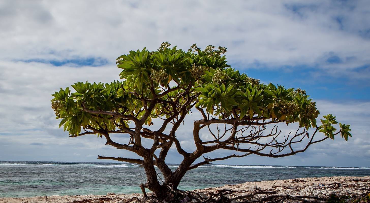 Voyage à l'île Rodrigues, détente sur une plage paradisiaque