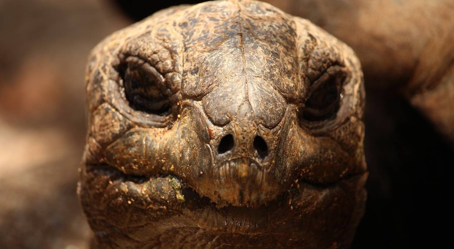 Billet d’avion pour Rodrigues, observation d’une tortue géante