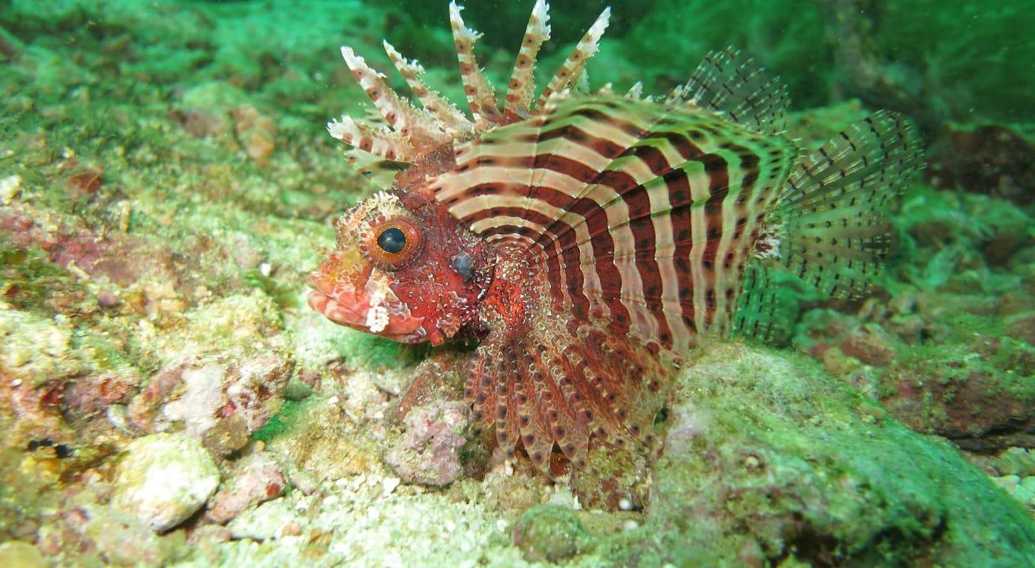 Photo d'une rascasse volante, poisson endémique dans les eaux polynésiennes