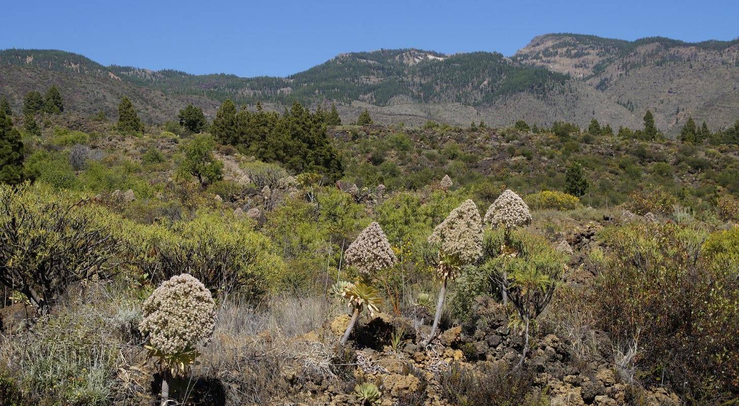Admirez l'aeonium, plante emblématique des canaries, trouvez des vols pas chers pour La Palma