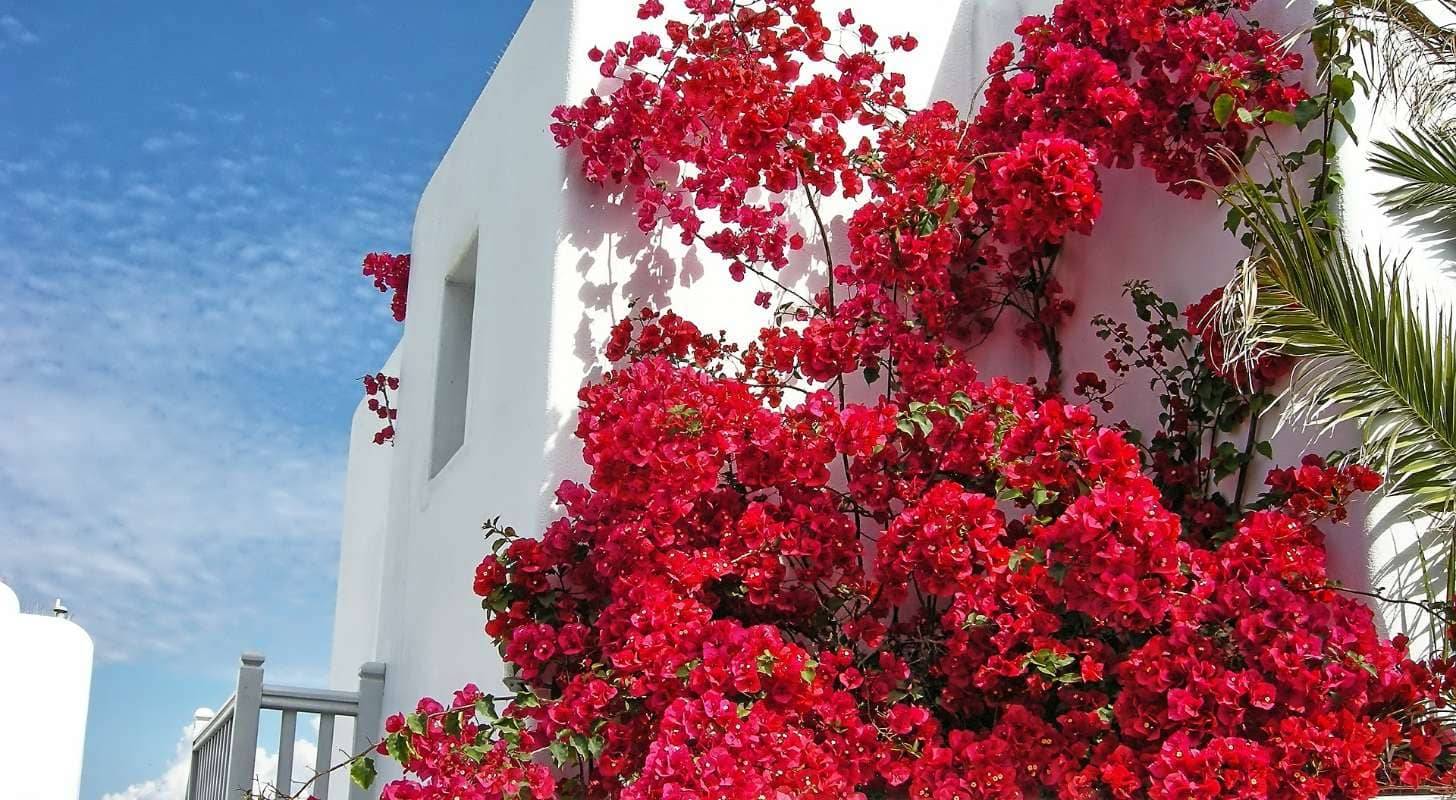 Réservez un vol pas cher pour la Grèce et explorez le village blanc de Mykonos