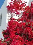 Vol pas cher Mykonos