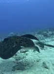 Vol pas cher Îles de la Société