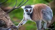 Réserver un vol direct Mayotte Madagascar
