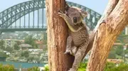 Air Tahiti Nui lance sa nouvelle liaison directe Papeete - Sydney