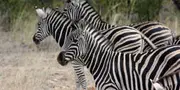 parc animalier zebres rwanda kigali