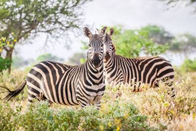 zebres reserve kenya