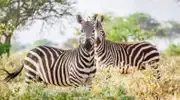 zebres reserve kenya