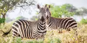 zebres reserve kenya