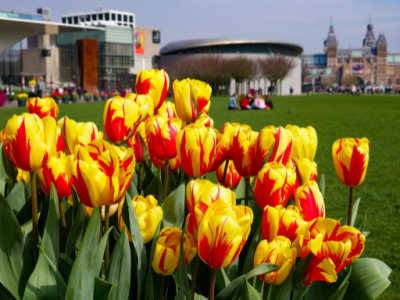 Photo d'un champ de tulipes aux Pays-Bas