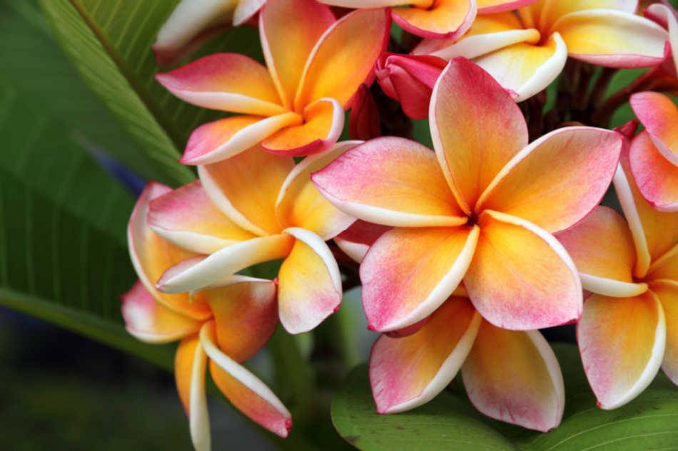 Photo d'une fleur de tiaré, la fleur symbole de la Polynésie