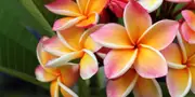 fleur de tiare en polynesie